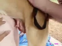 Dog fucking a beautiful babe in animal porno